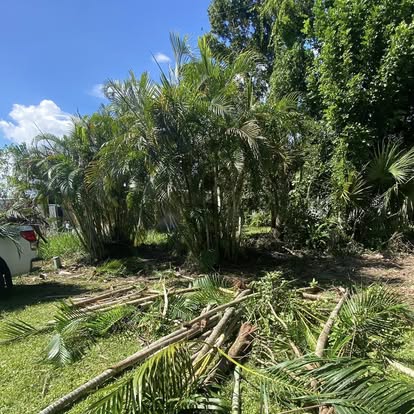 Before brush clearing on overgrown Florida lot