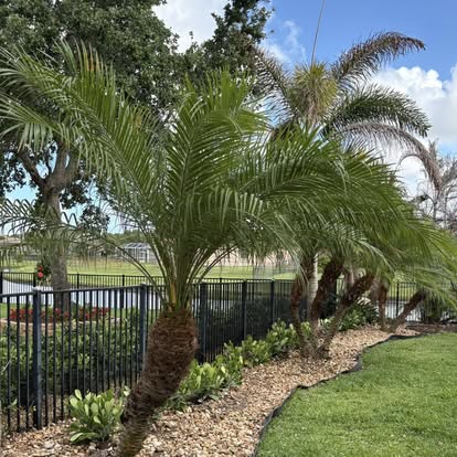 Landscaping with palm trees and mulch beds